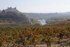 Viñedos del Ebro en San Vicente